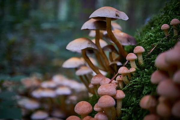 A dense cluster of mushrooms rises from the mossy forest floor - their caps softly catching the filtered light. The scene feels almost enchanted, highlighting the hidden and delicate beauty of the woodland undergrowth.