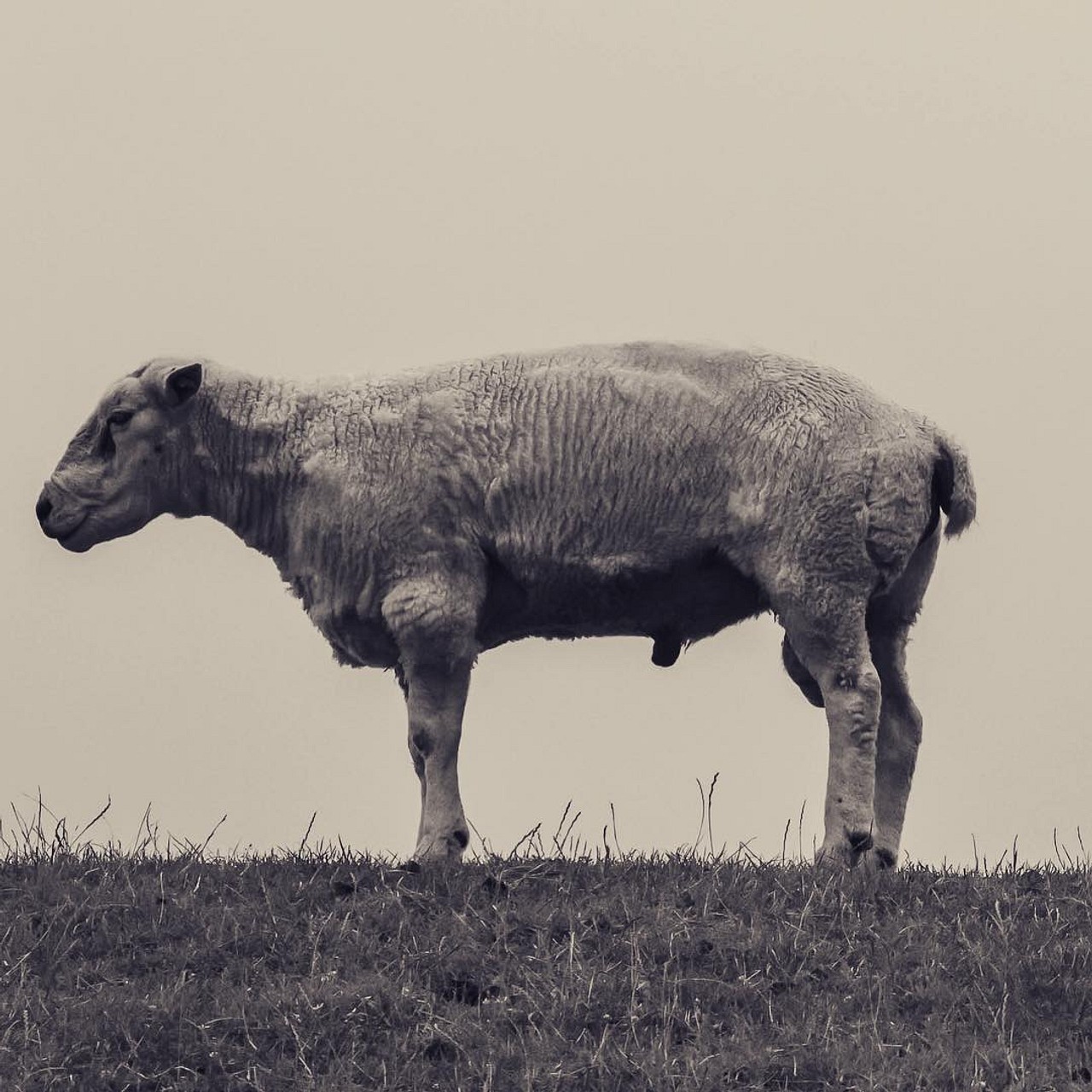 Framed Sheep