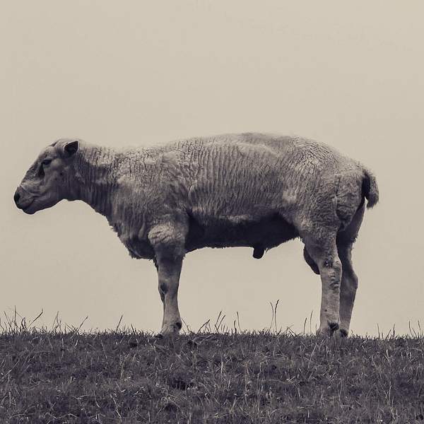 A single sheep stands on a grassy hilltop, captured in profile against an overcast sky. The black-and-white tone emphasizes the texture of its wool and the solitude of the scene.