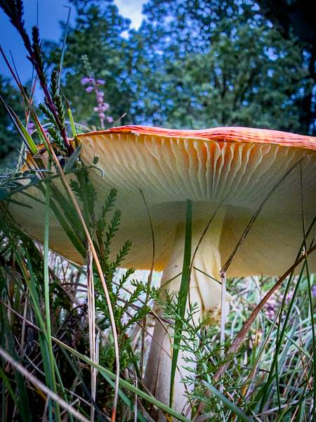 A close-up view from below of a red-capped fly agaric mushroom (Amanita muscaria) growing among tall grass and heather, with a forest canopy and blue sky in the background.